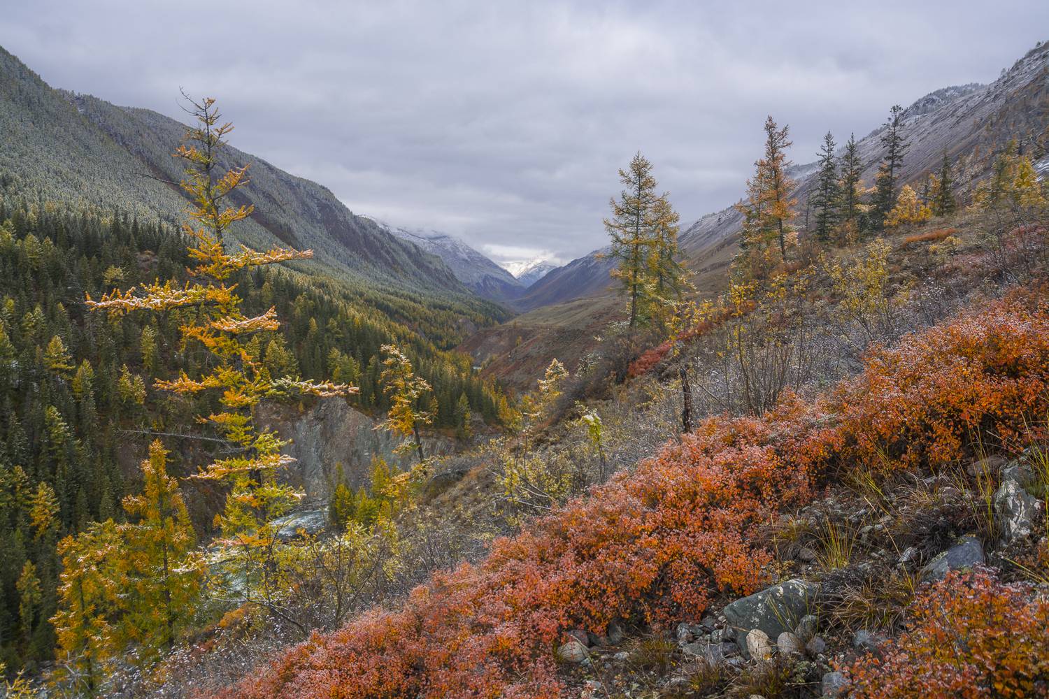россия, горный алтай, осень, осенние краски, каньон реки чуя, склон каньона, утро, Поляков Андрей