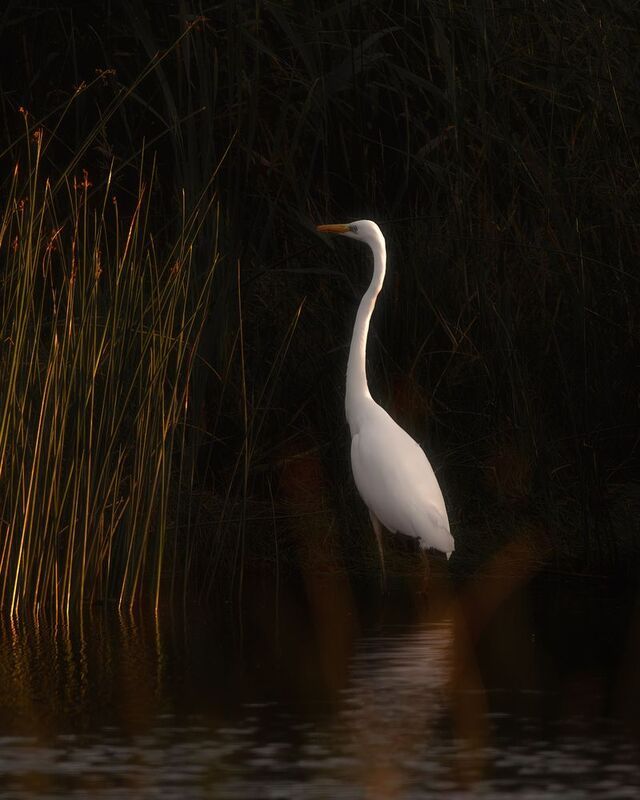 цапля, птички, фотоохота *** фото превью