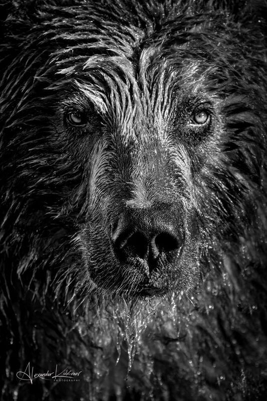 медведь,медведи,камчатка Графика... фото превью