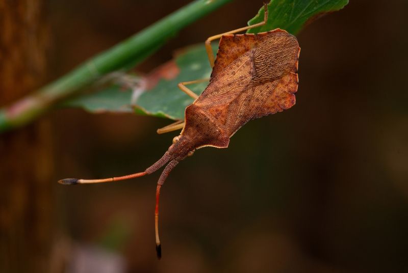 Coreus marginatus фото превью