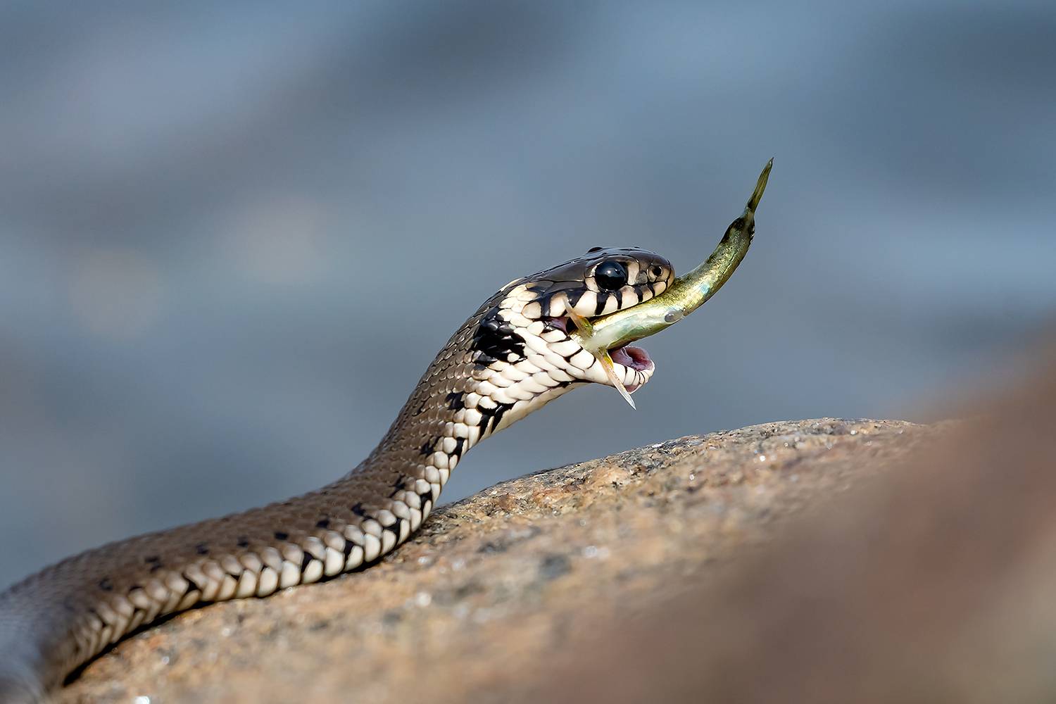 , Абросимов Александр