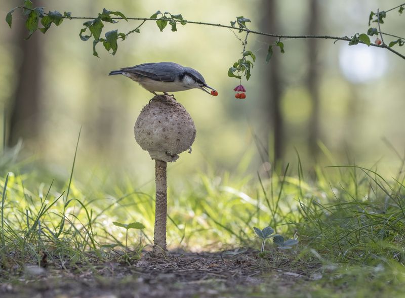 гриб,природа, лето,лес,поползень Картинка из леса фото превью