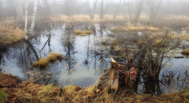 Путешествие по реке Востре.....царство бобров..... фото превью