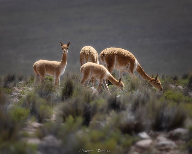 Викуньюшки фото превью
