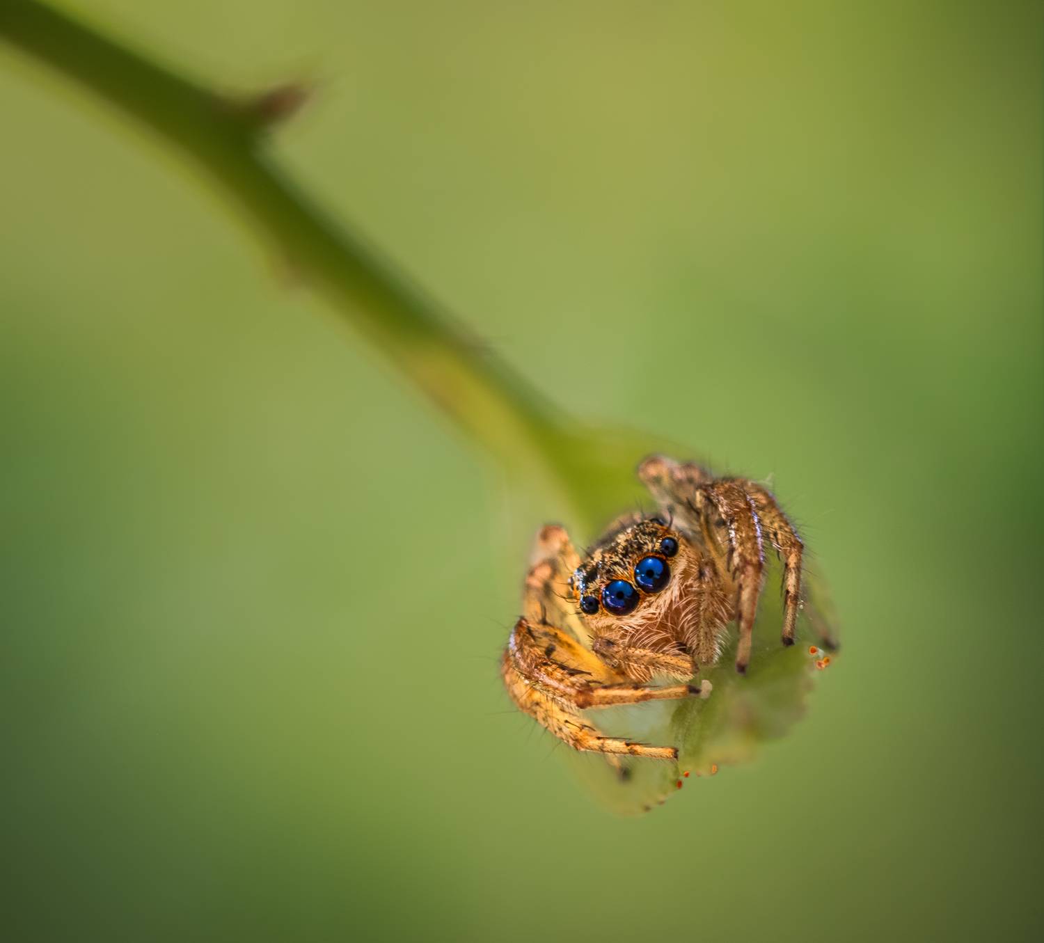 spider, animal, wild, insect, arachnid, leaf, macro,, Atul Saluja