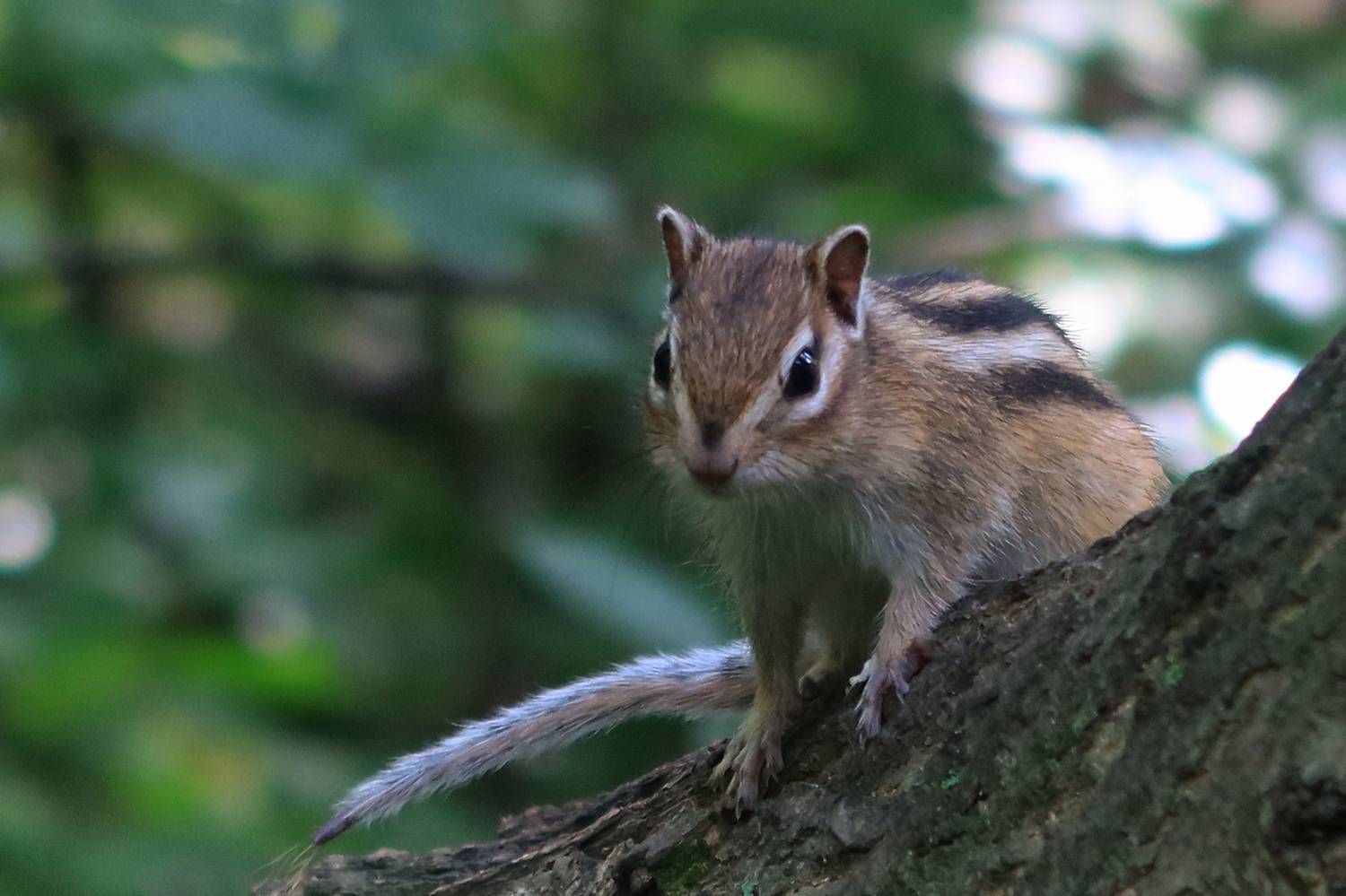 бурундук,животные,природа,фауна, Козлова Галина