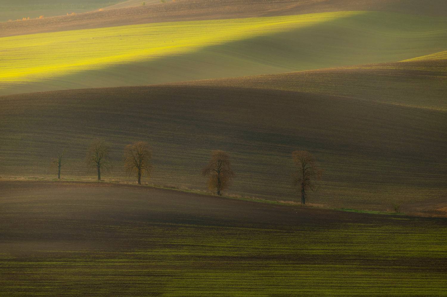 field, tree, sunset, Milan Samochin