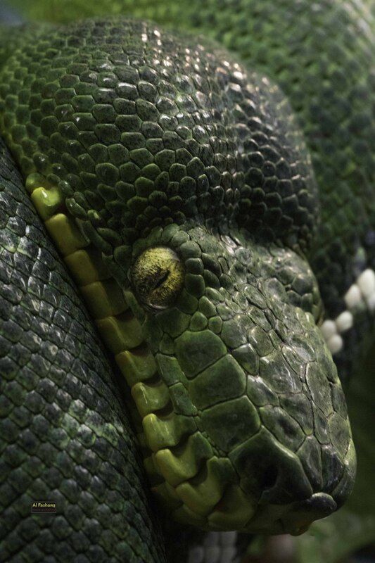 Emerald tree boa фото превью