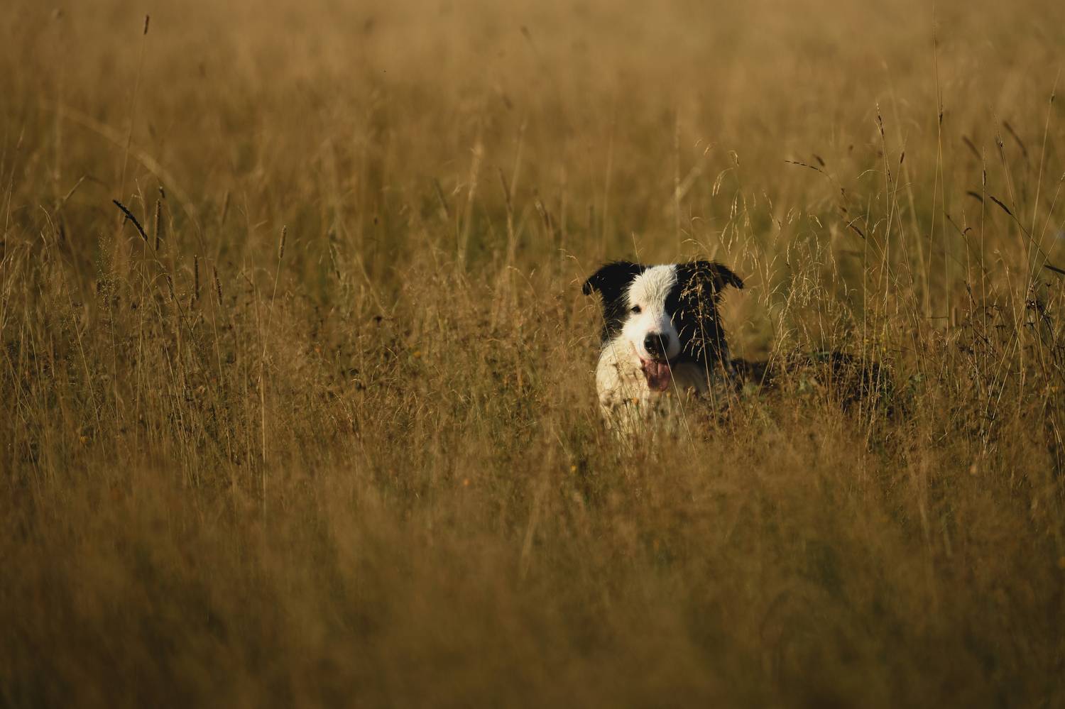 , Алена Ковалёва