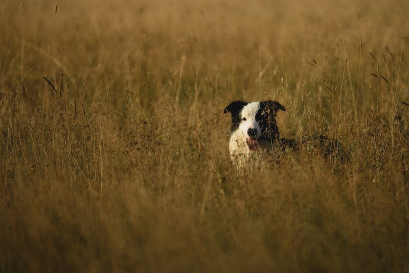 Утро в поле фото превью