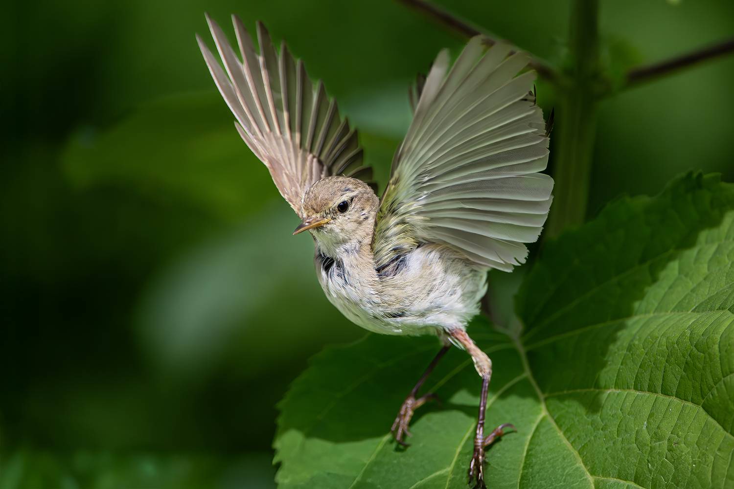 , Молодкин Дмитрий