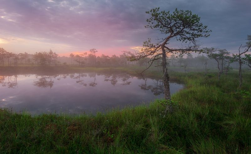На краю болота фото превью