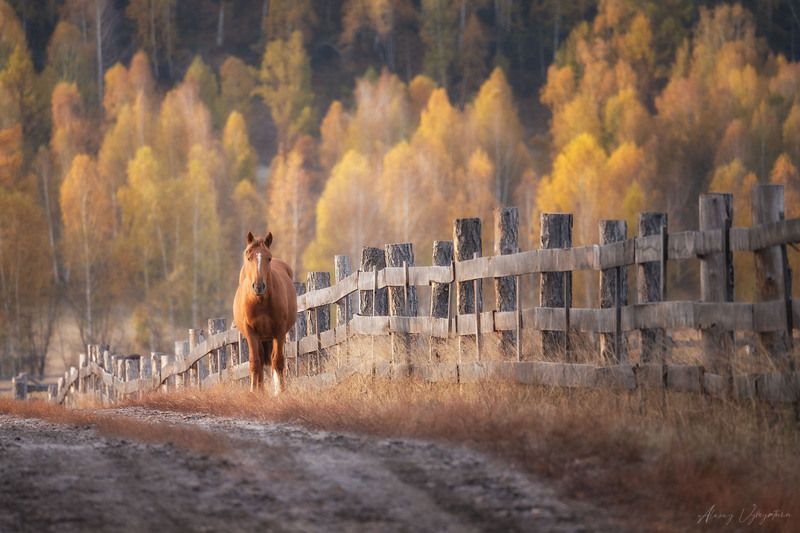 altay, autumn, horse, trees, road, landscape, outdoor Passing by... фото превью