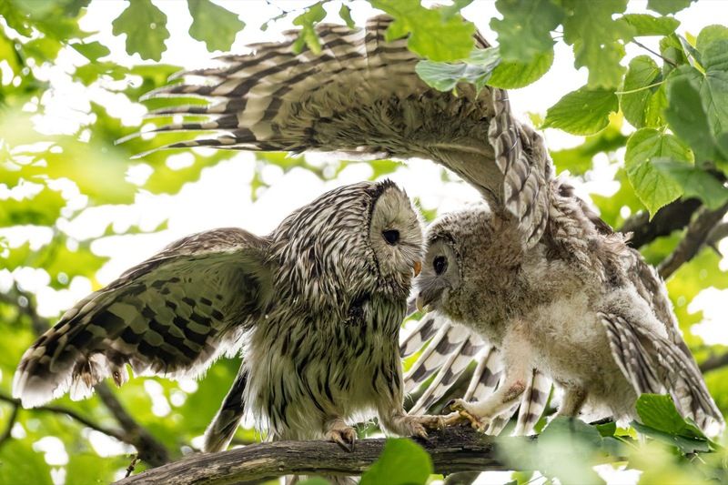 уральская неясыть, длиннохвостая неясыть, совенок, птицы, неясыть Длиннохвостая неясыть с голодным совенком фото превью