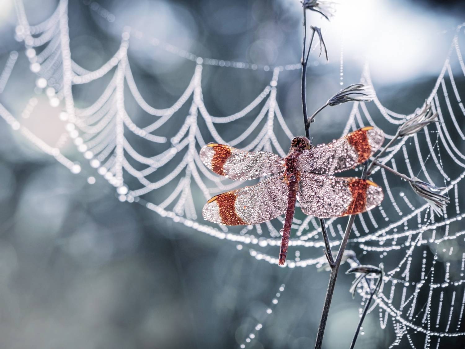 , Лапшина Владлена