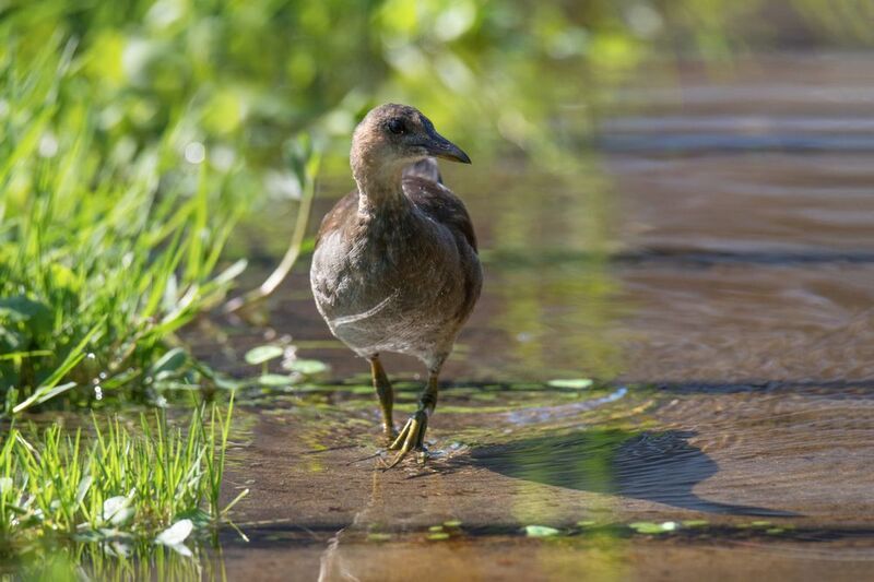 *Камышница молодая фото превью