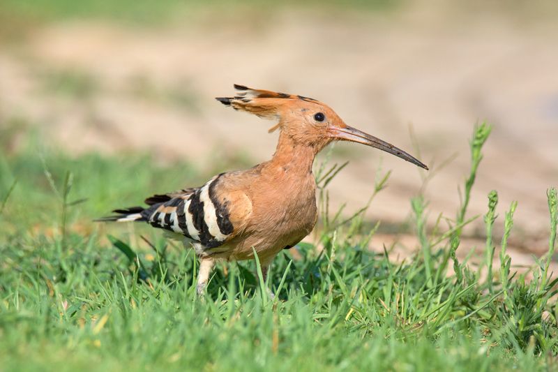 *В августе... фото превью