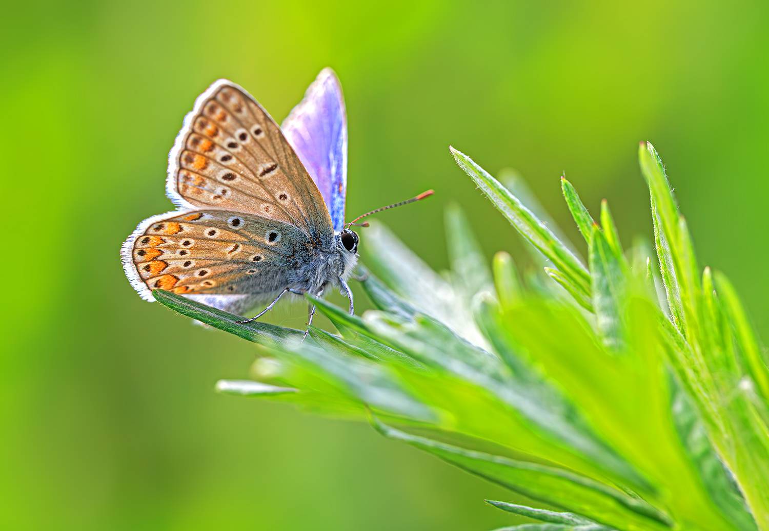 насекомые, бабочка, голубянка, икар, лето, июнь, Борис Новиков