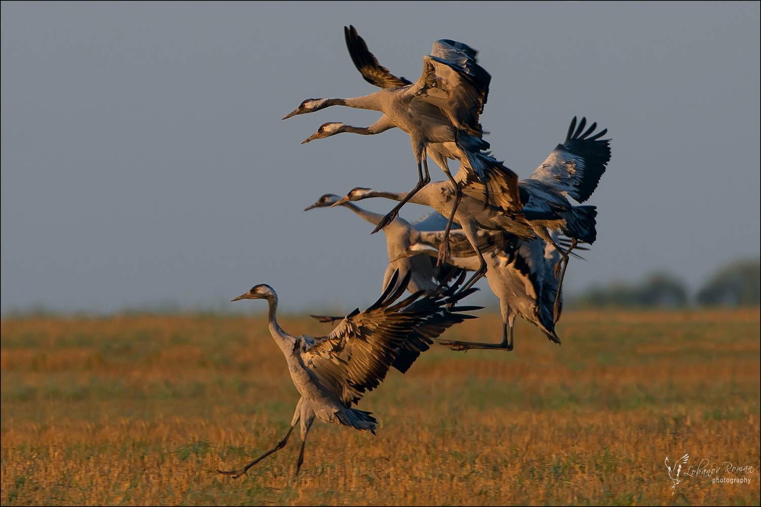 , Лобанов Роман