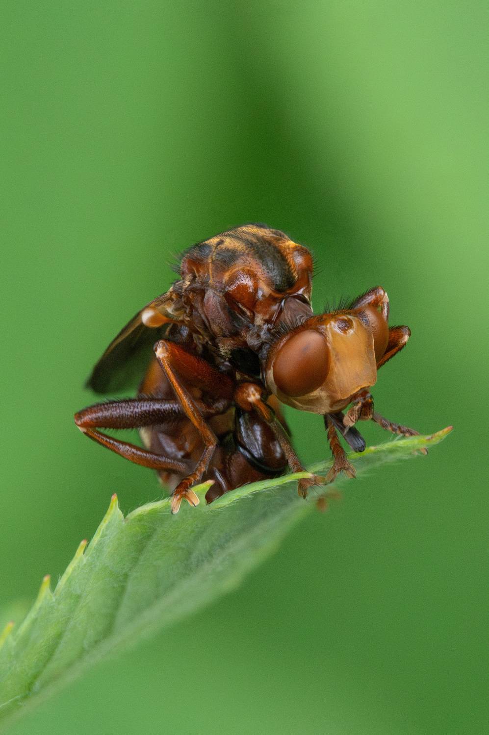 , Ольга Таланцева