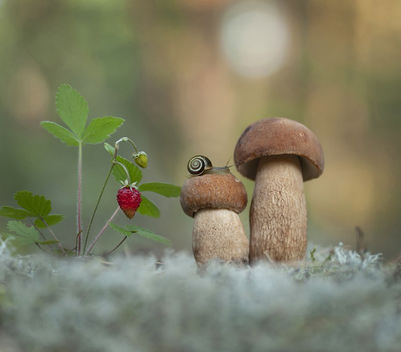 боровик, улитка, лето, беларусь *** фото превью