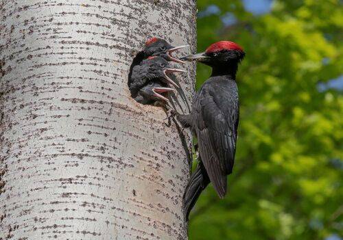 Многодетный