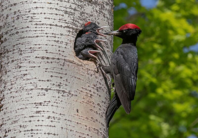 желна, дятел, птицы, весна, лето, фотоохота Многодетный фото превью