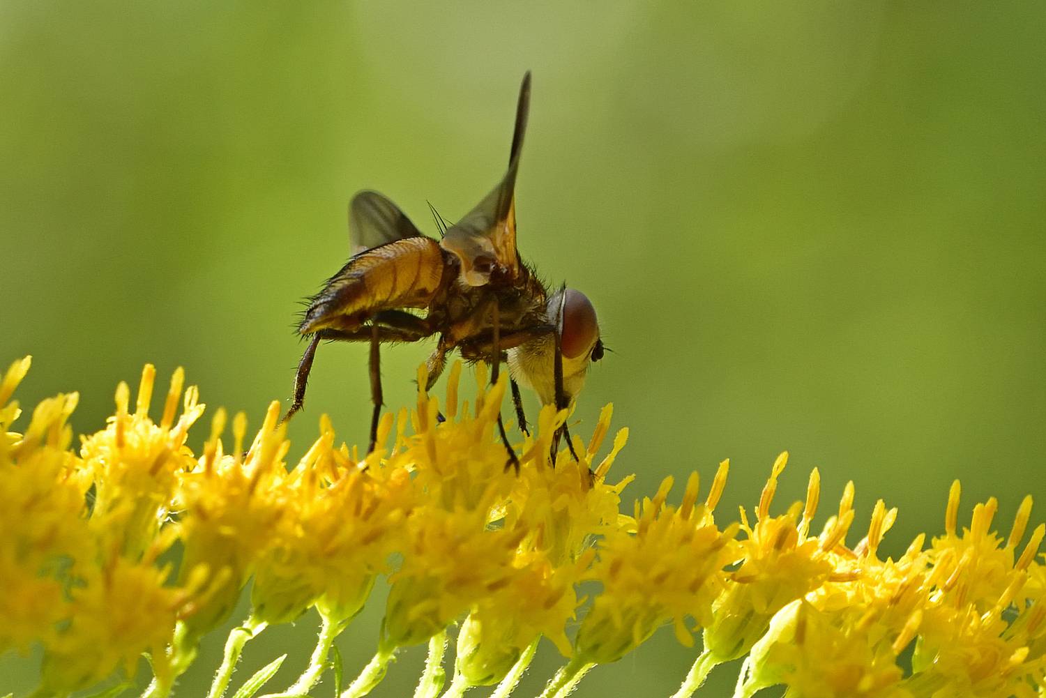 , Корнейчук Игорь