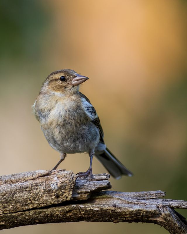 Eurasian chaffinch фото превью
