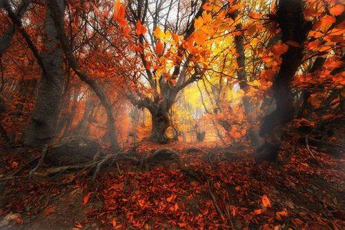 Буковый лес