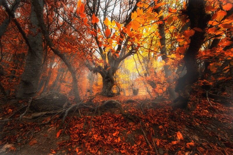 abashkin sergey, абашкин сергей, природа, forest, nature, пейзаж, бук, буковый лес, золотая осень, осень, листва, осень Буковый лес фото превью