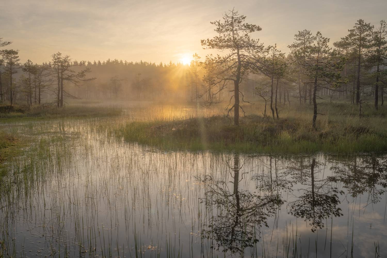 болота ленинградской области, рассвет, пейзаж, Mikhail Ioannisian