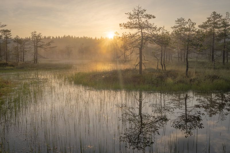 болота ленинградской области, рассвет, пейзаж Туманный восход на болоте фото превью