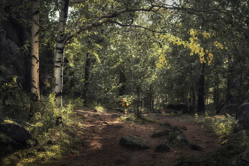 красноярские столбы После дождя фото превью