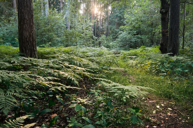 лес, деревья, листва, свет В летнем лесу фото превью