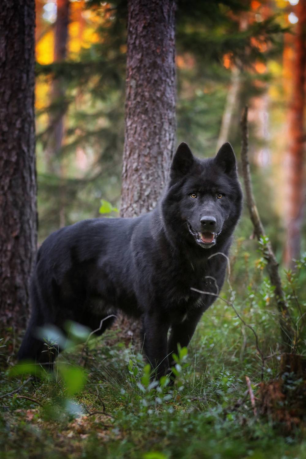 , Андрей Ершов