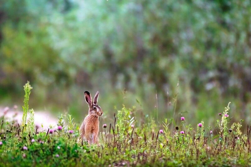 *** фото превью