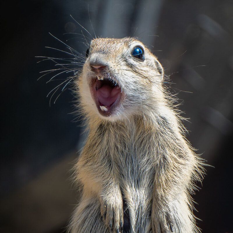 ААА фото превью