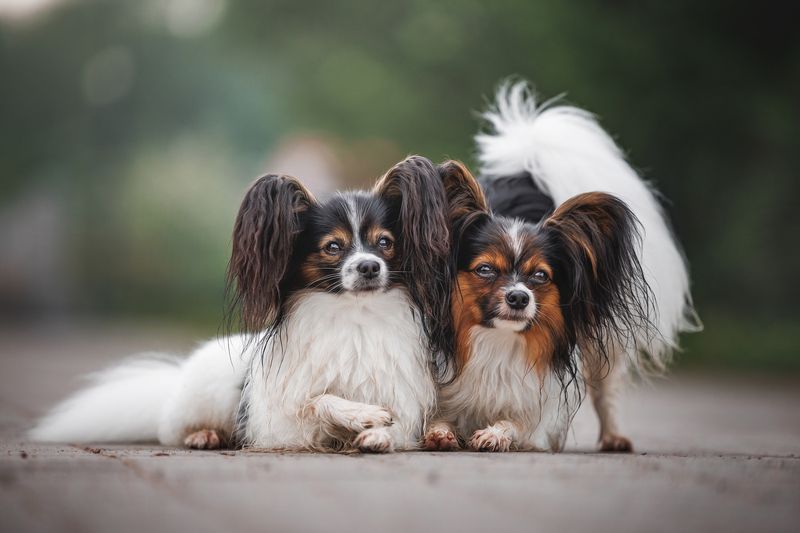 фото превью