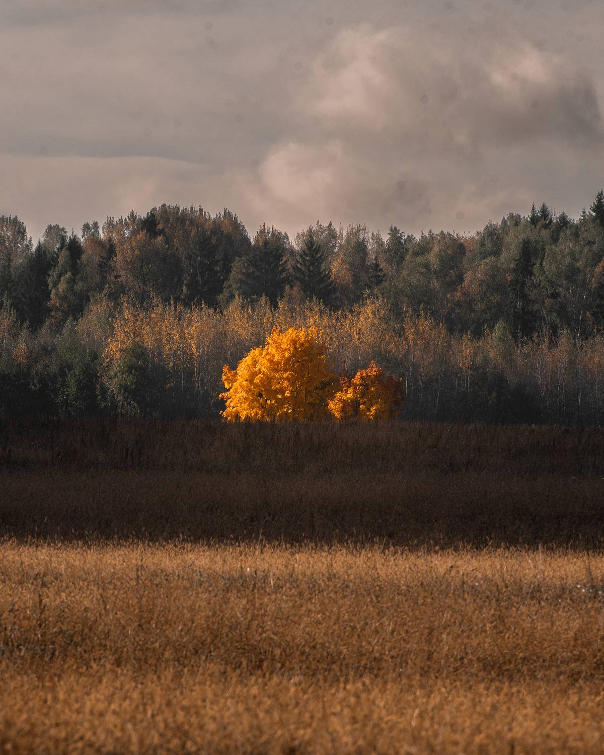 Осень, листья, жёлтый, поле, пейзаж, осенний пейзаж, слои, Колесенко Иван