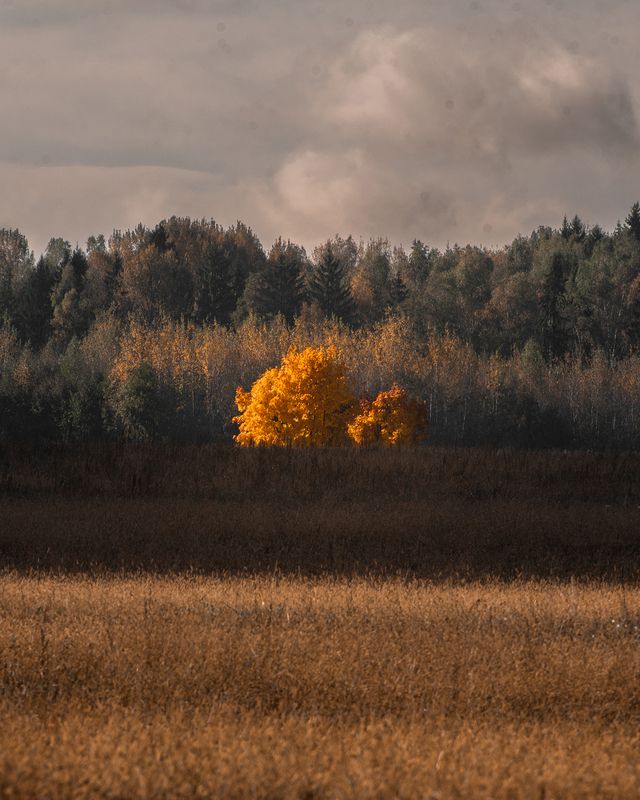 Осень, листья, жёлтый, поле, пейзаж, осенний пейзаж, слои Одинокая золотая красота фото превью