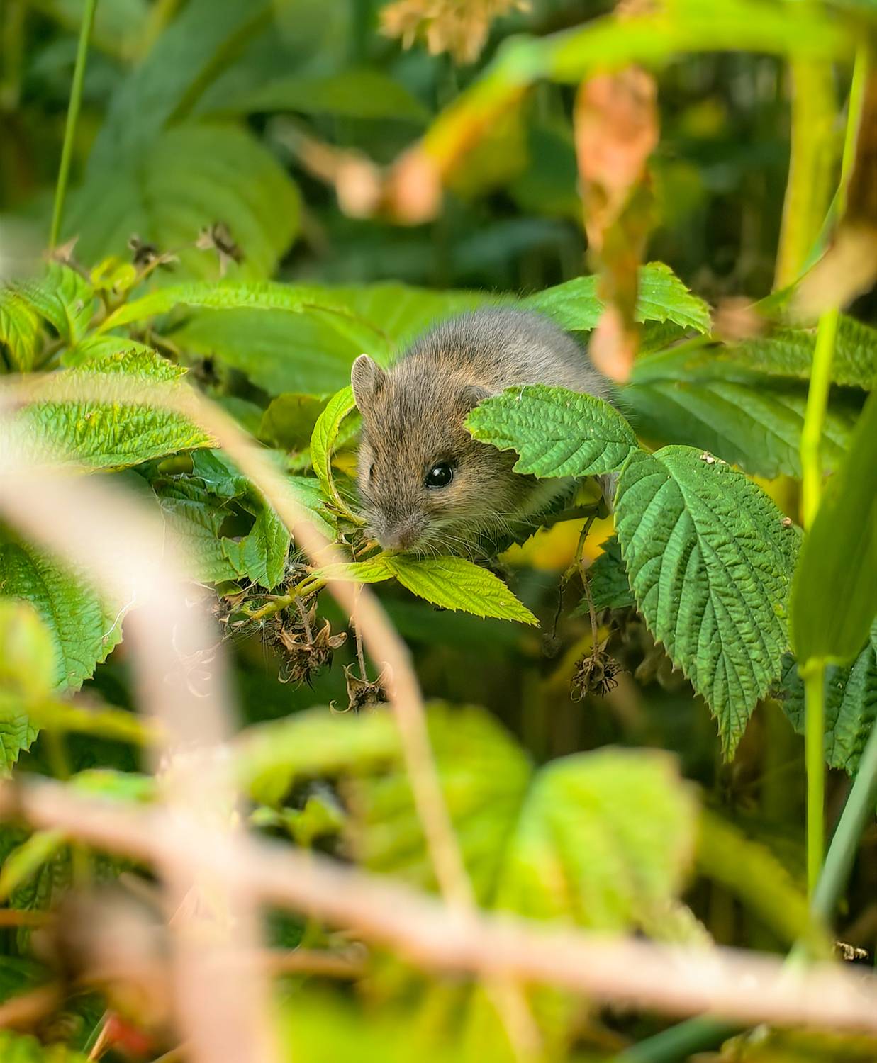, Жучков Дмитрий