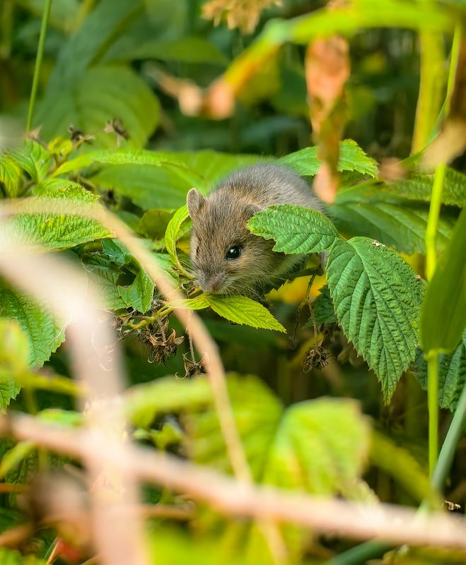 Вот, кто съел всю малину! фото превью