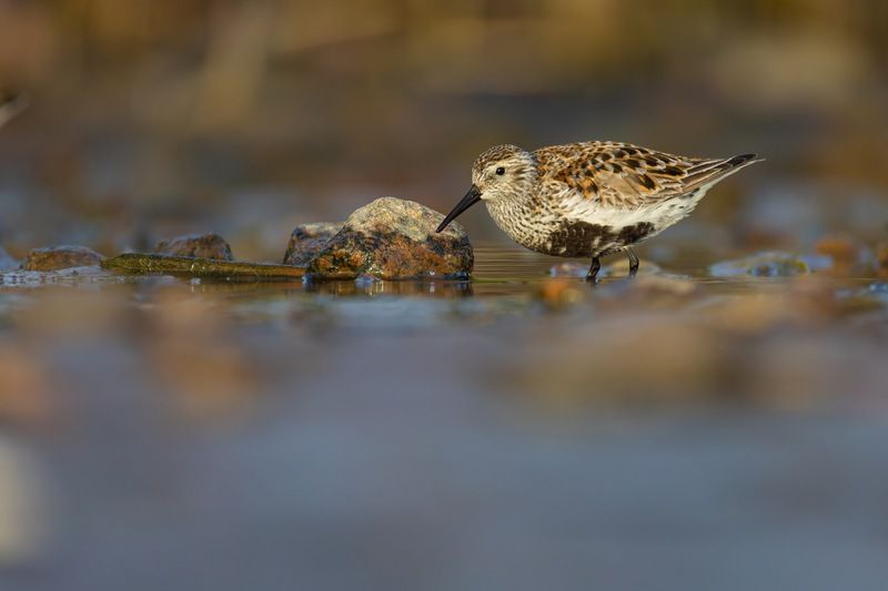 чернозобик, кулик, птицы Чернозобик фото превью