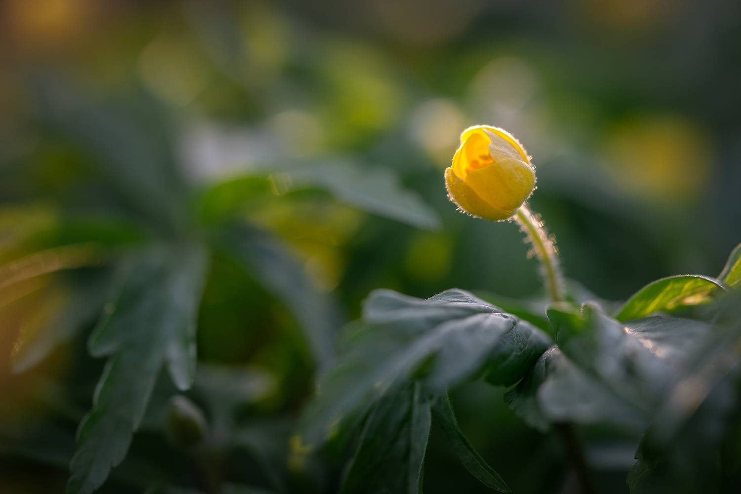 цветок, макро, растение, природа, флора, Завьялова Людмила