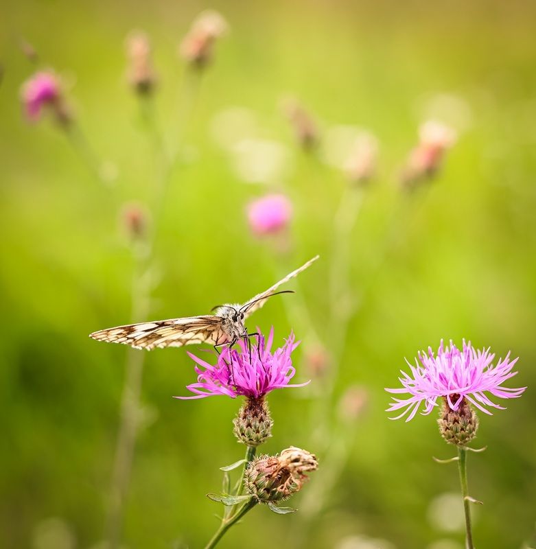 ... фото превью