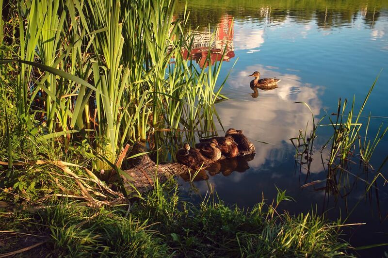 фото превью