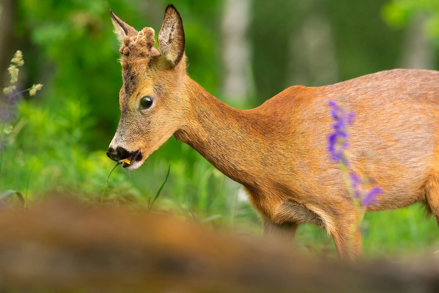 природа, животные, косуля, дикая природа, nature, wildlife, canon, Пронин Денис