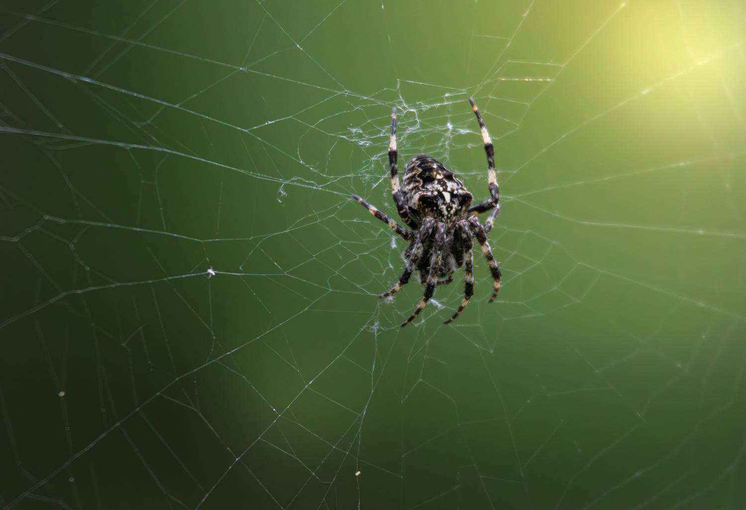паук паутина крестовик, Светлана Холодняк