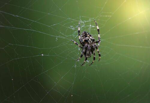 властитель паутины
